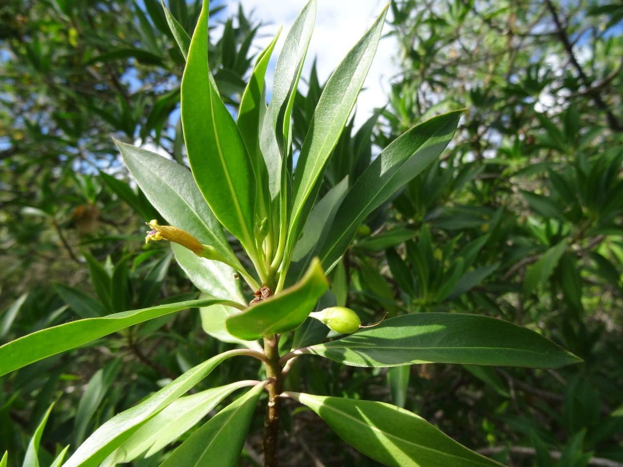 Bontia 11