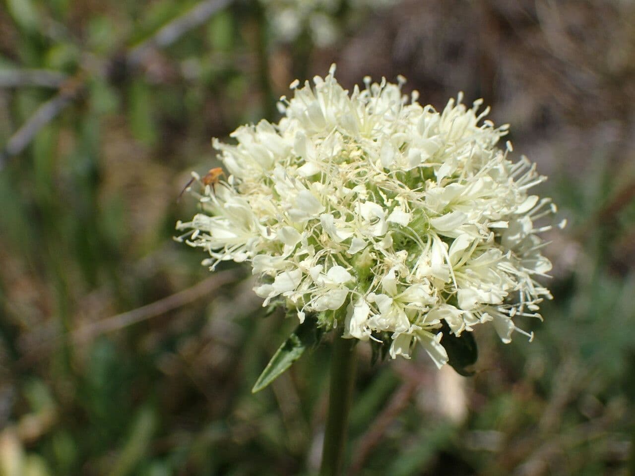 Saponaria bellidifolia 7