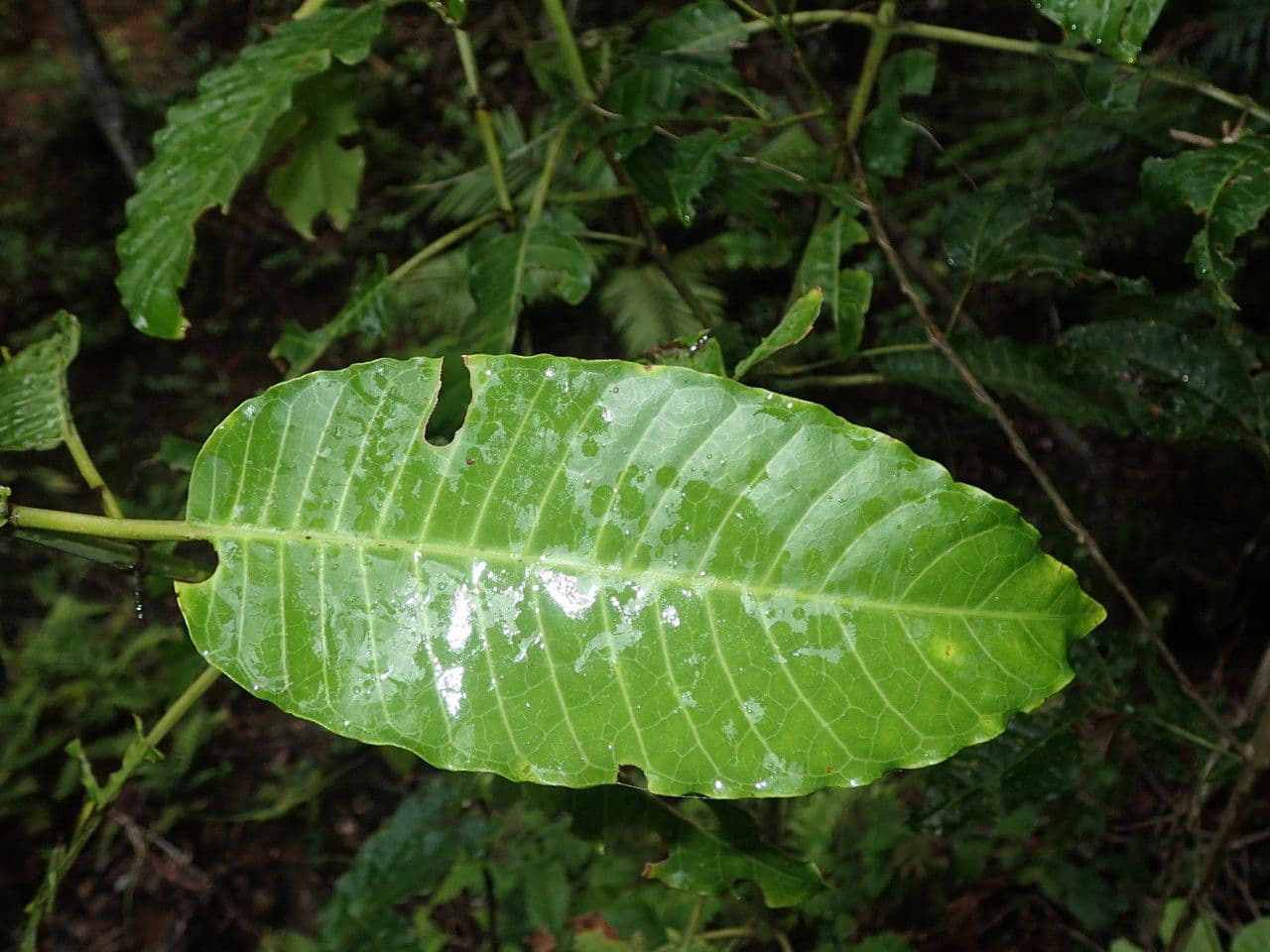 Psychotria 14