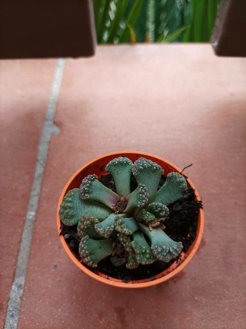 Titanopsis 8