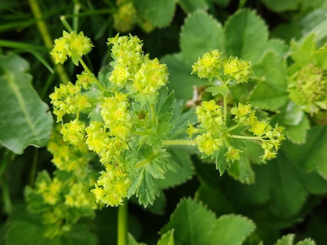 Ventaglina grigio-verde 3