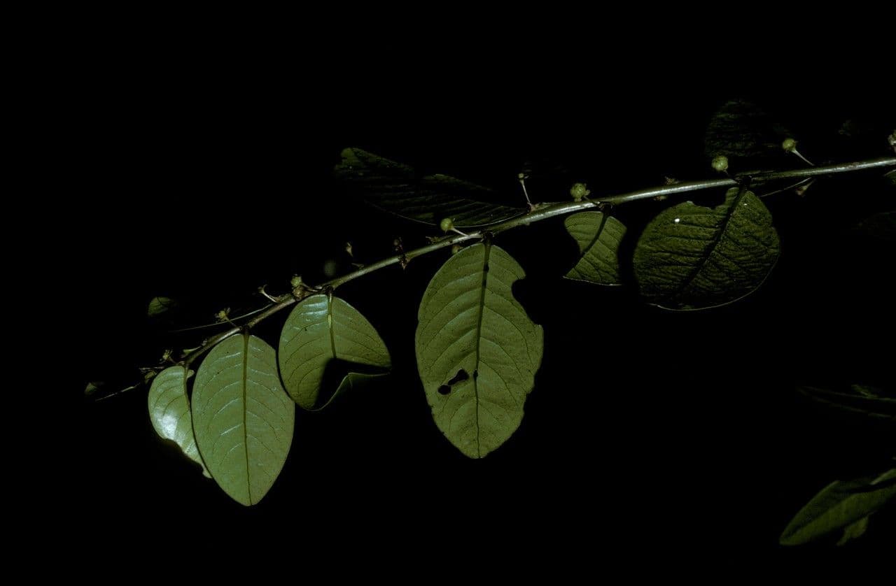 Phyllanthus 4