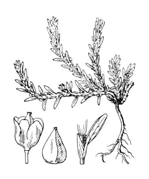 Rdesno 26