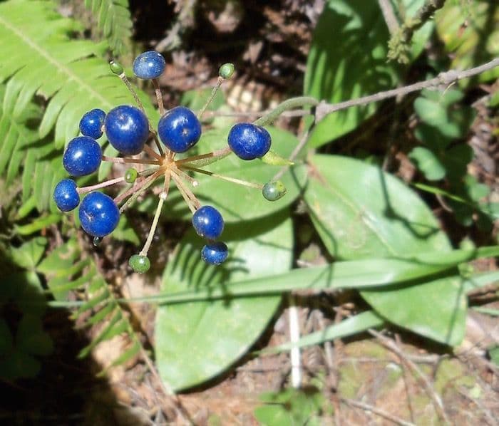 Klintonia