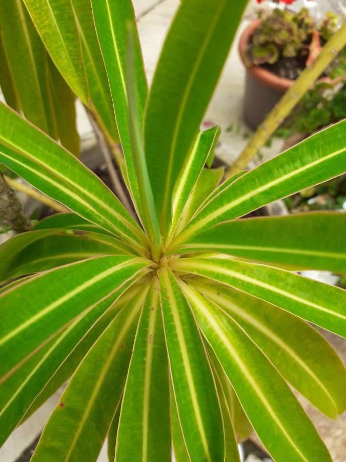 Echium 13
