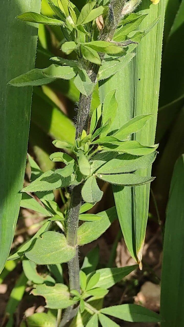 Thermopsis lanceolata 2