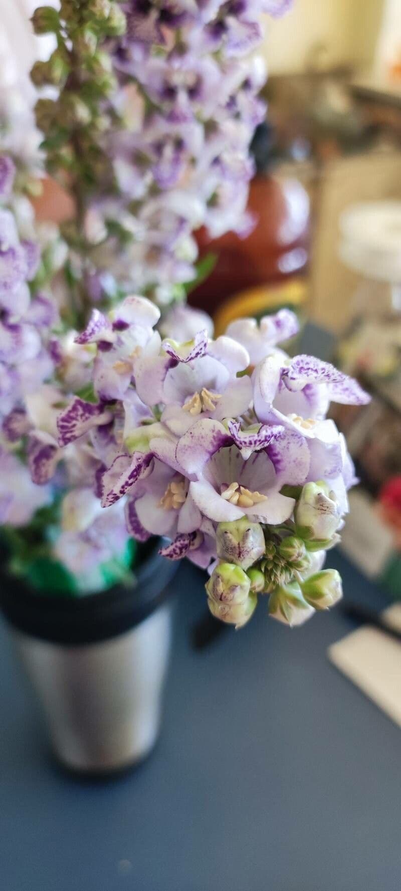 Angelonia integerrima 2