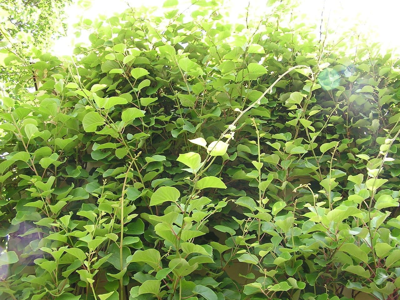 Kiwi dorato 12