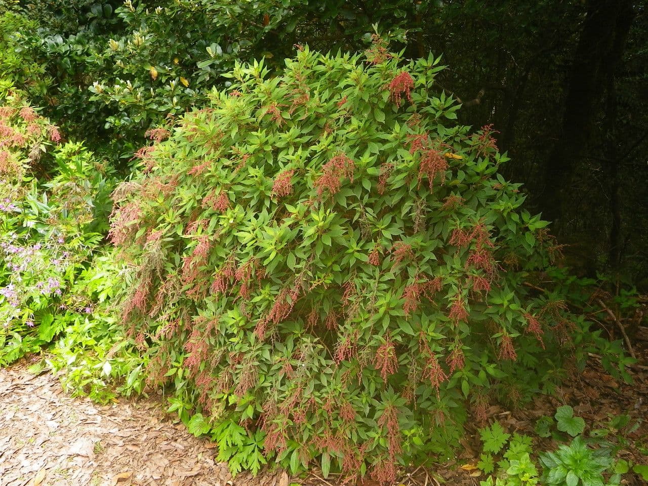 Gesnouinia 6