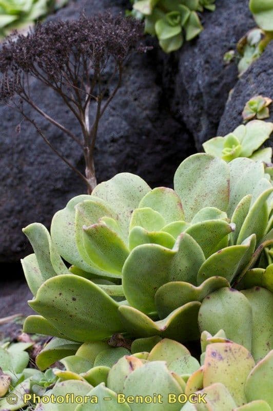 Aeonium nobile 14