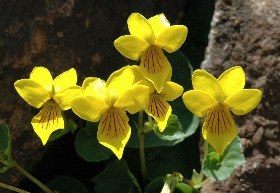 Viola biflora 7