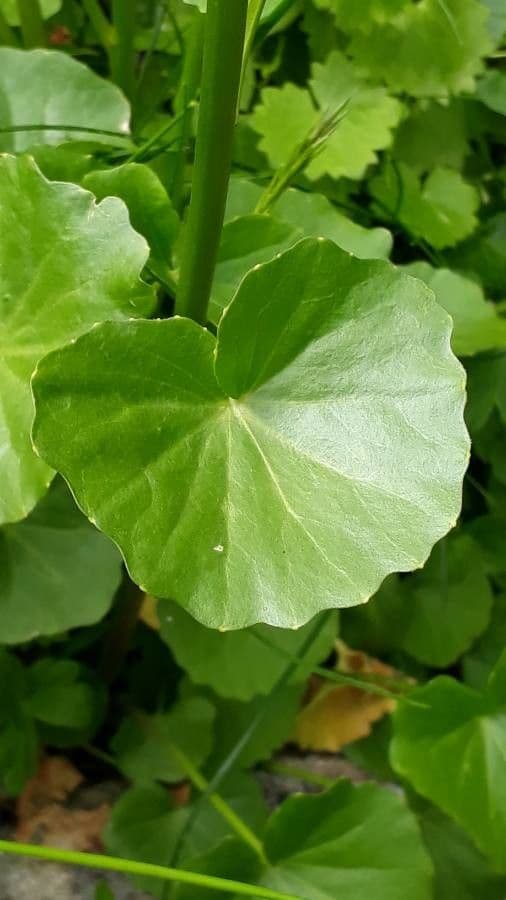 Gadia asarifolia 17