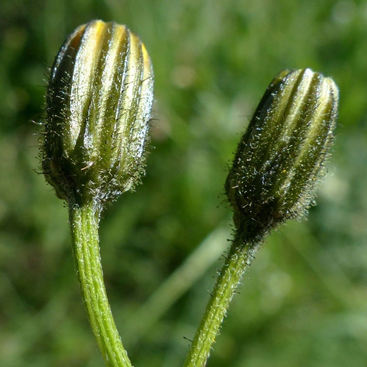 Radicchiella dolcigna 6