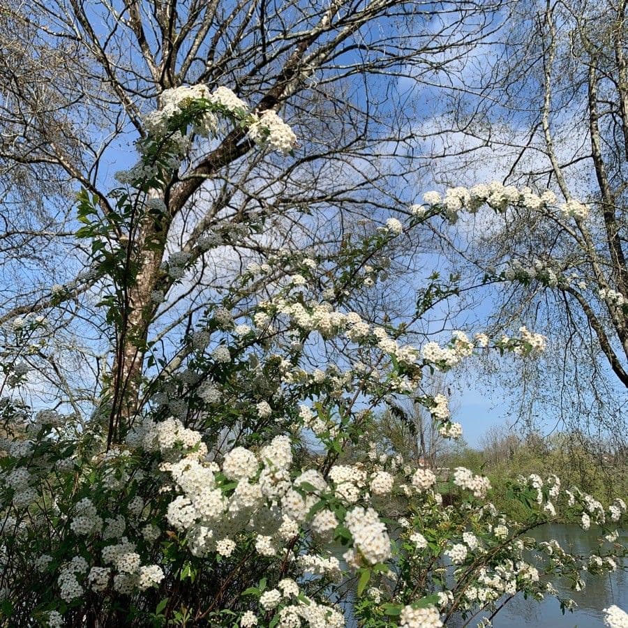 Spirea giapponese 30