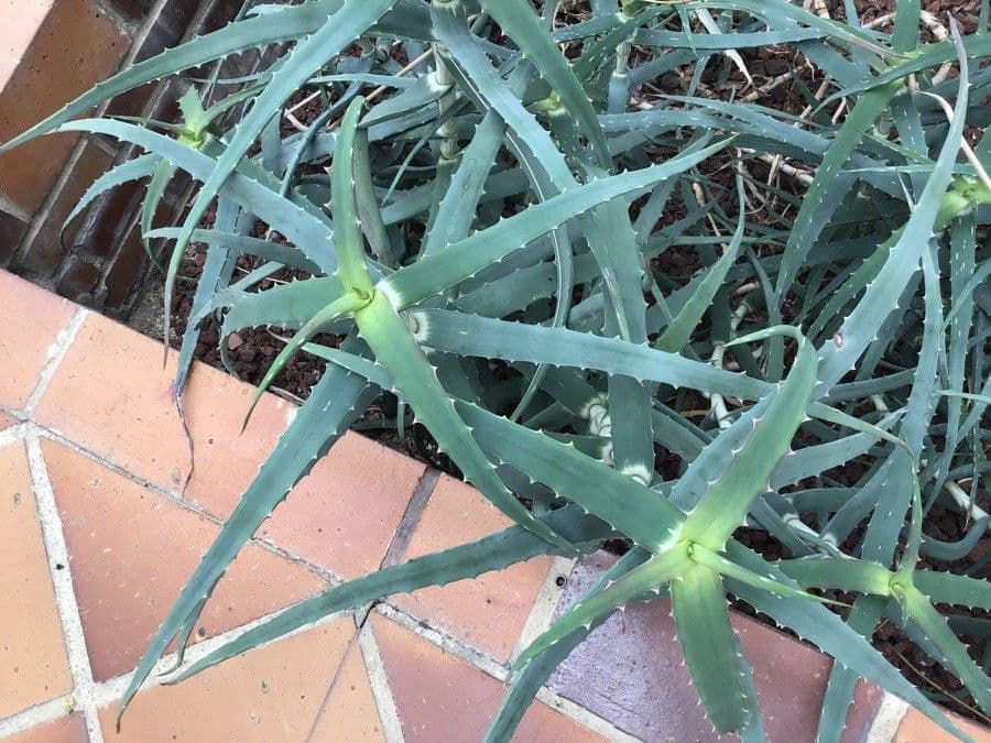 Aloe 6