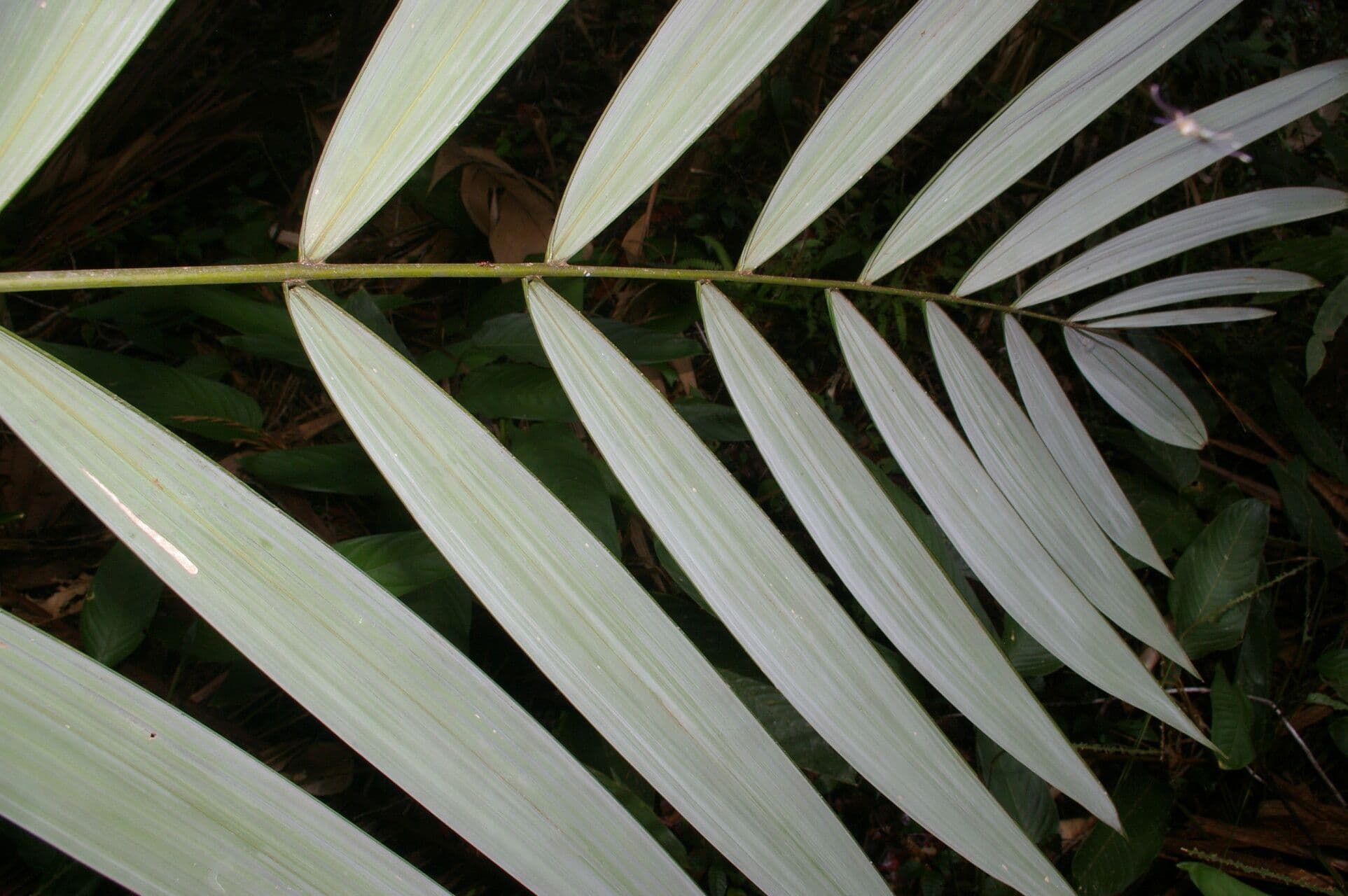 Oenocarpus 3