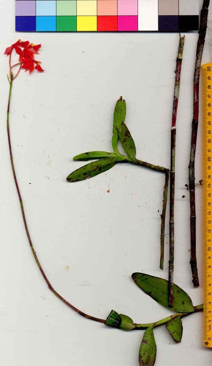 Epidendrum 11
