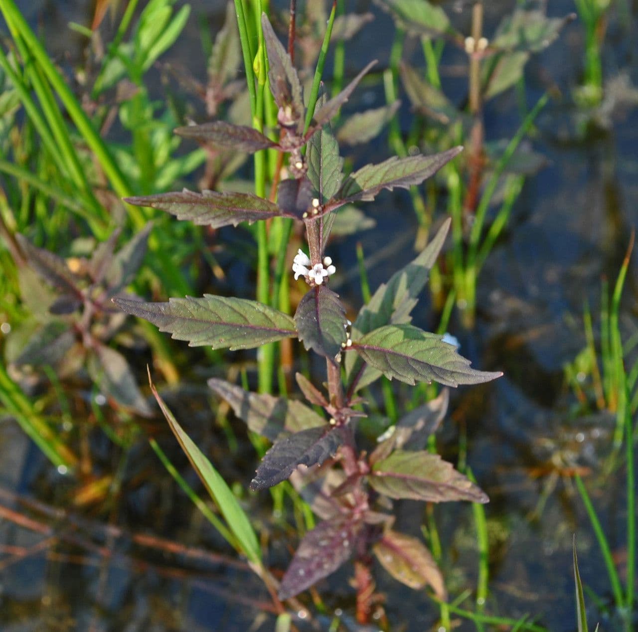 Lycopus uniflorus 11
