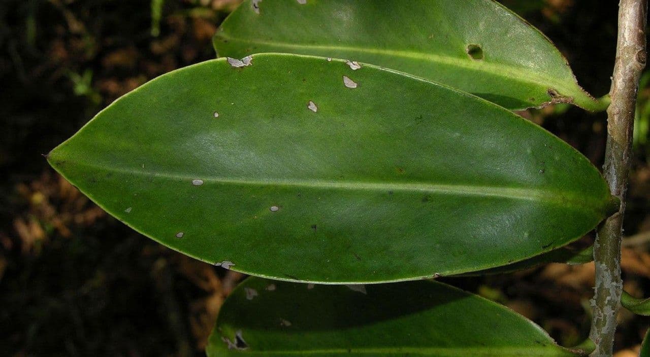 Souroubea 15