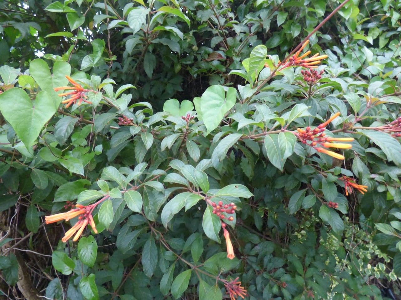 Hamelia 15
