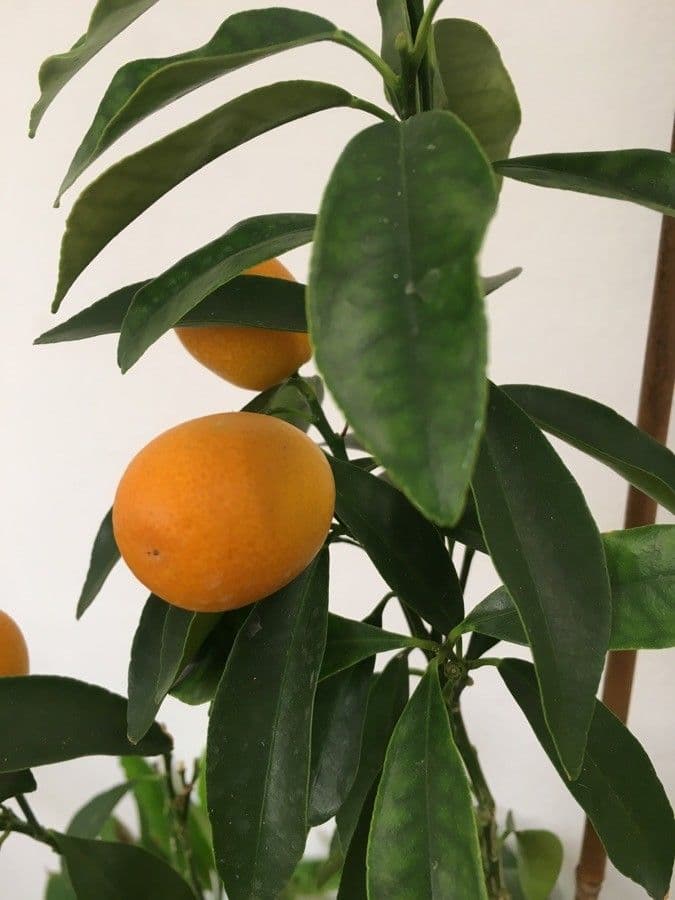 Kummerquats 3