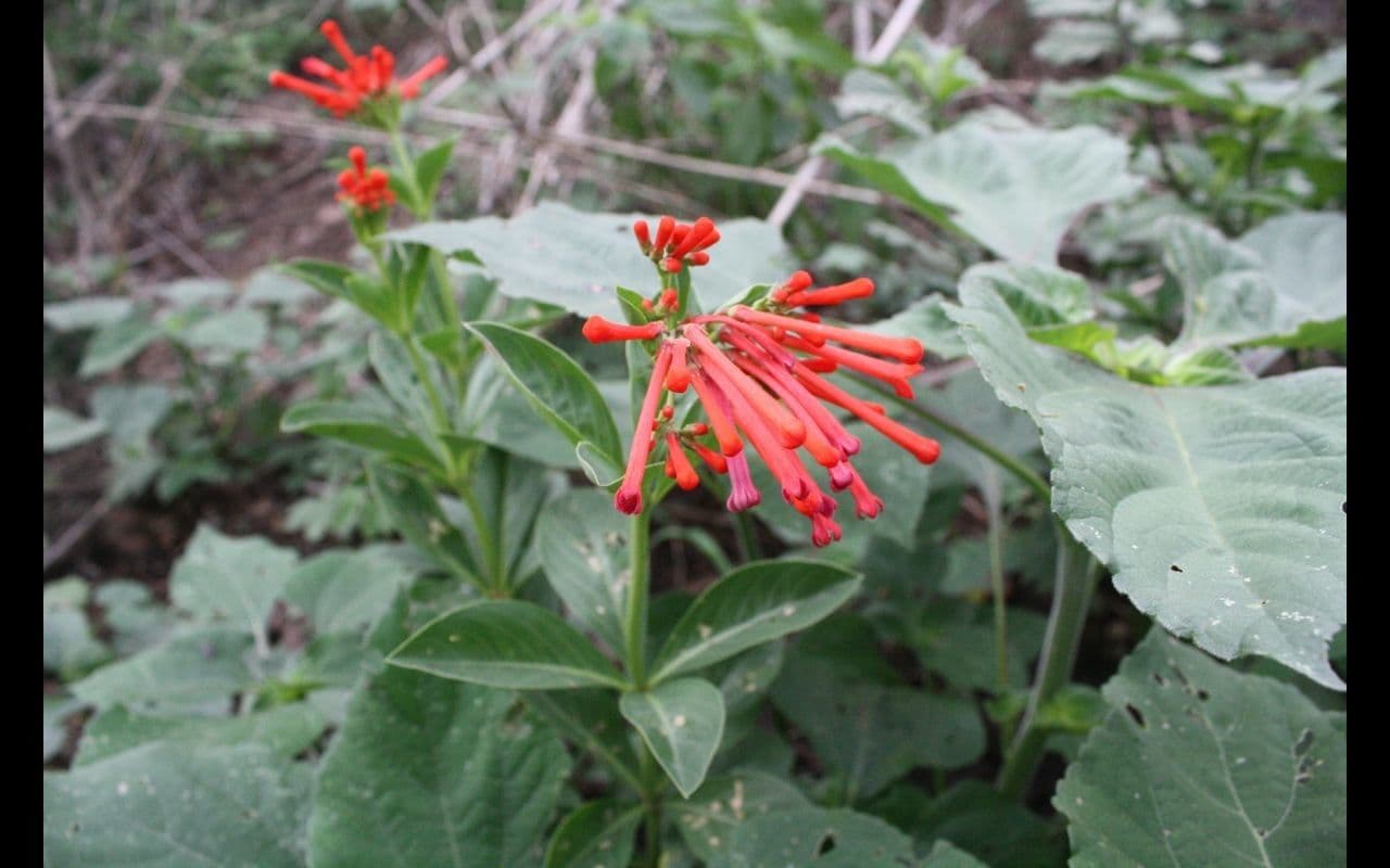 Bouvardia ternifolia 9