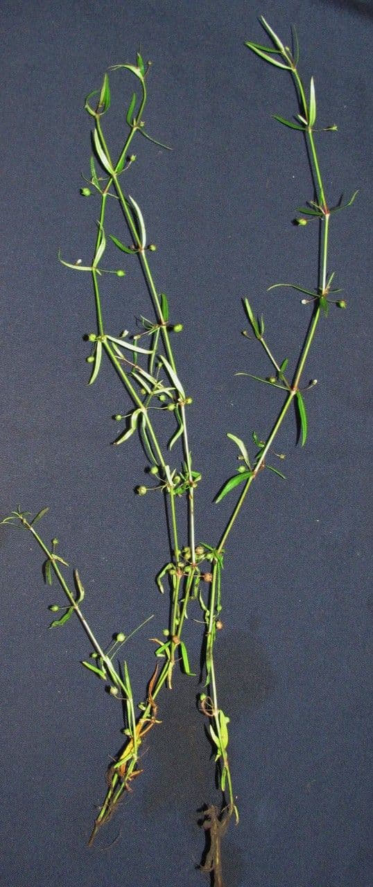 Oldenlandia 20