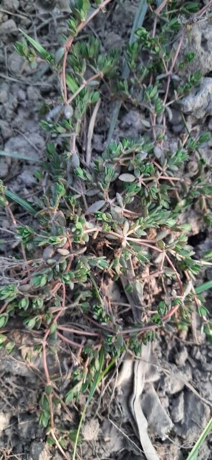 Portulaca 9