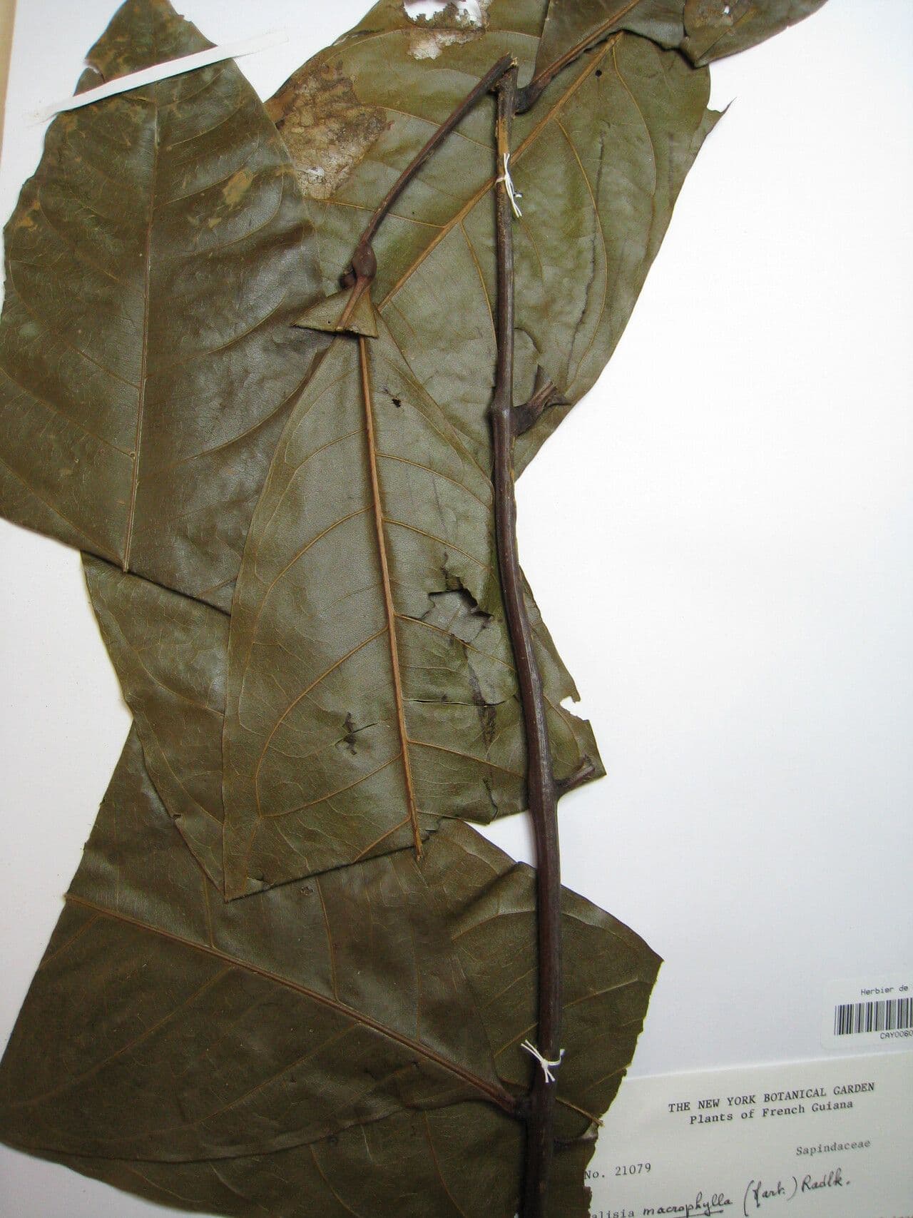 Talisia macrophylla 7