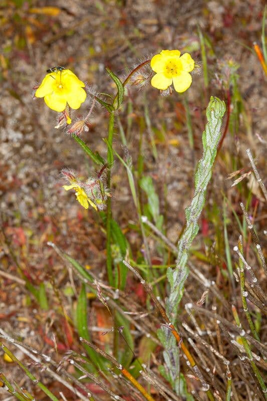 Tuberaria 6