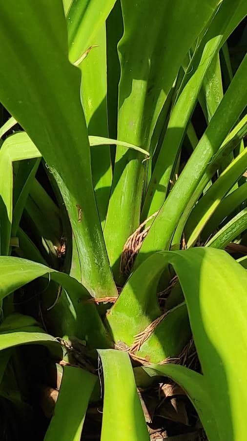 Pandanus tectorius 12