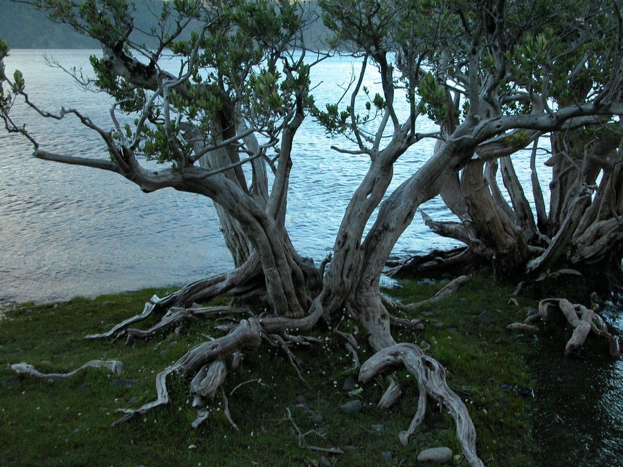 Myrceugenia 6