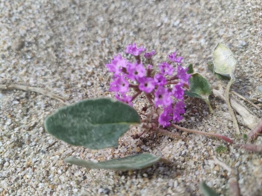 Mojave-Sand-Verbene 2