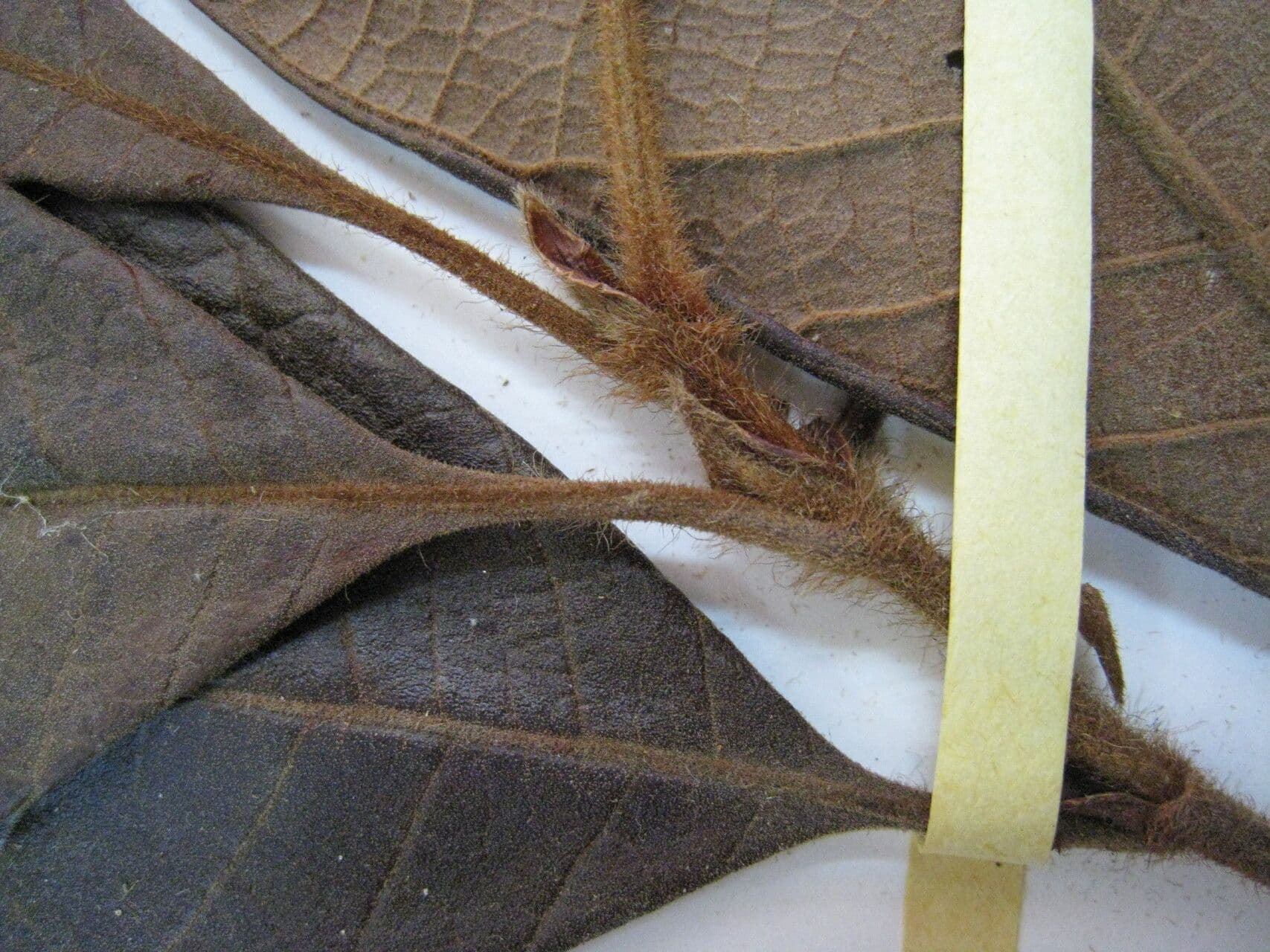 Byrsonima stipulata 4