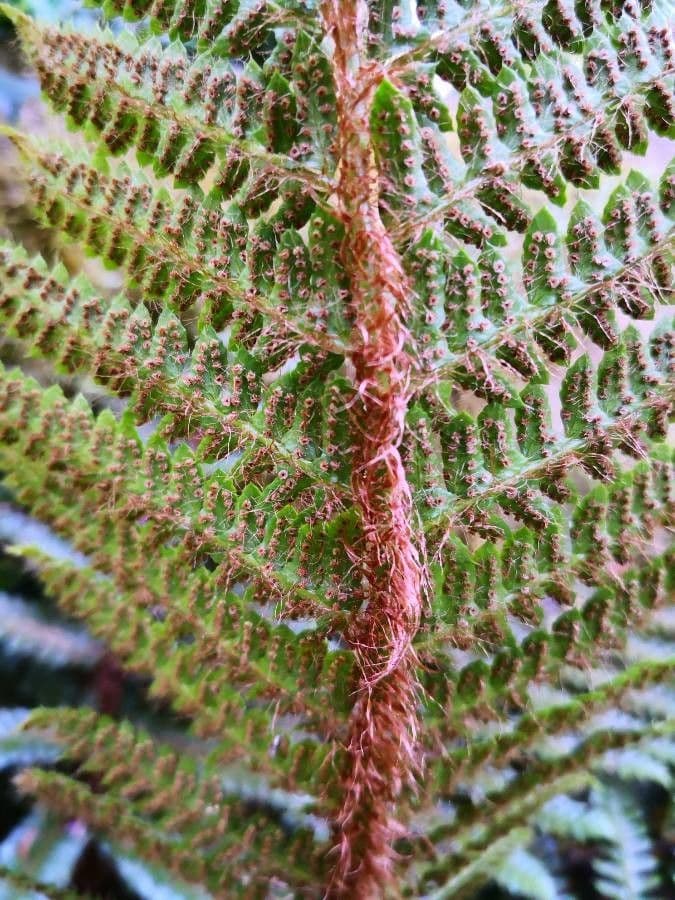 Polystichum polyblepharum 6