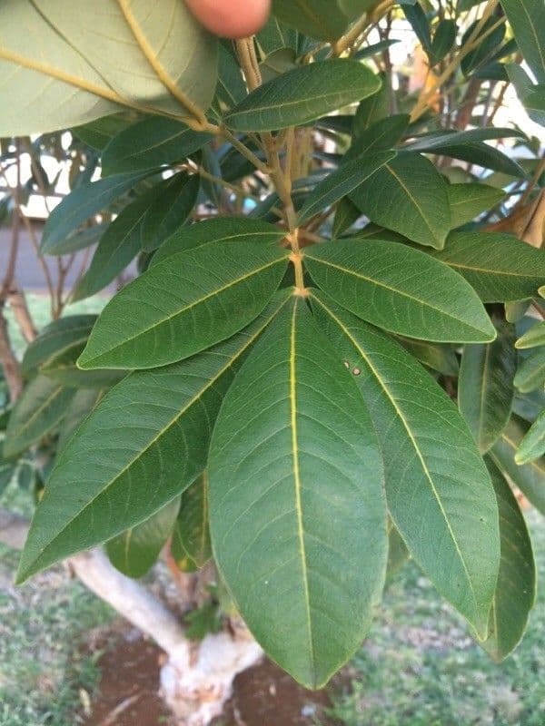 Cossinia pinnata 20