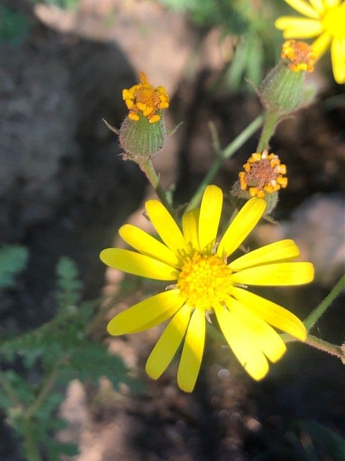 Senecio