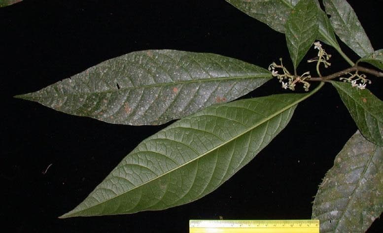 Solanum 15