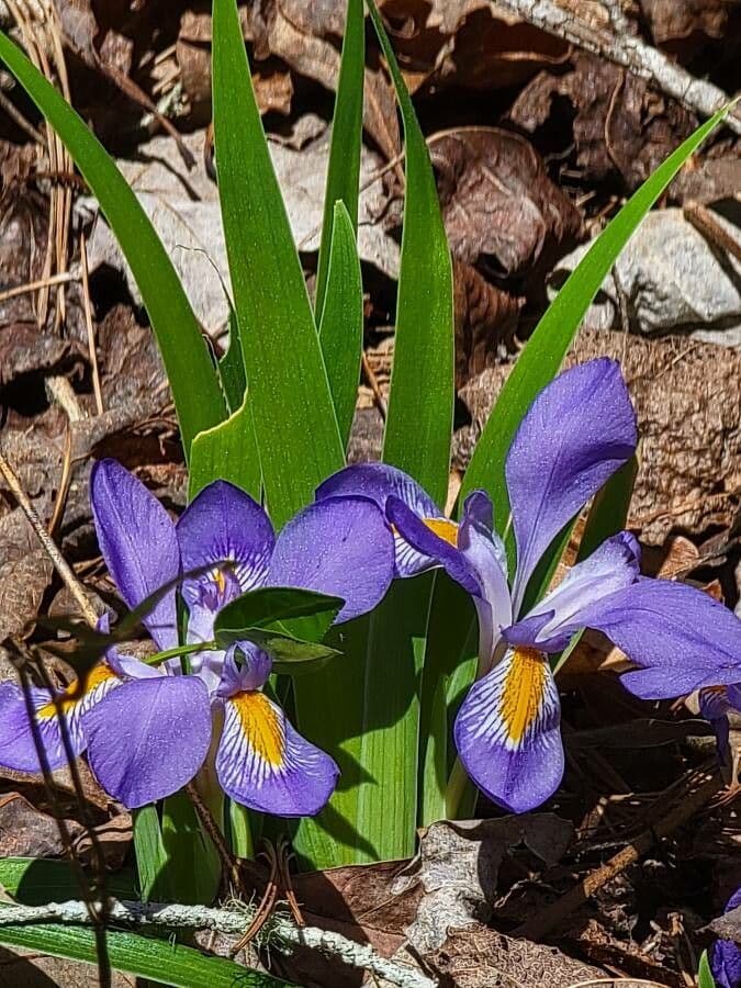 Iris verna 5
