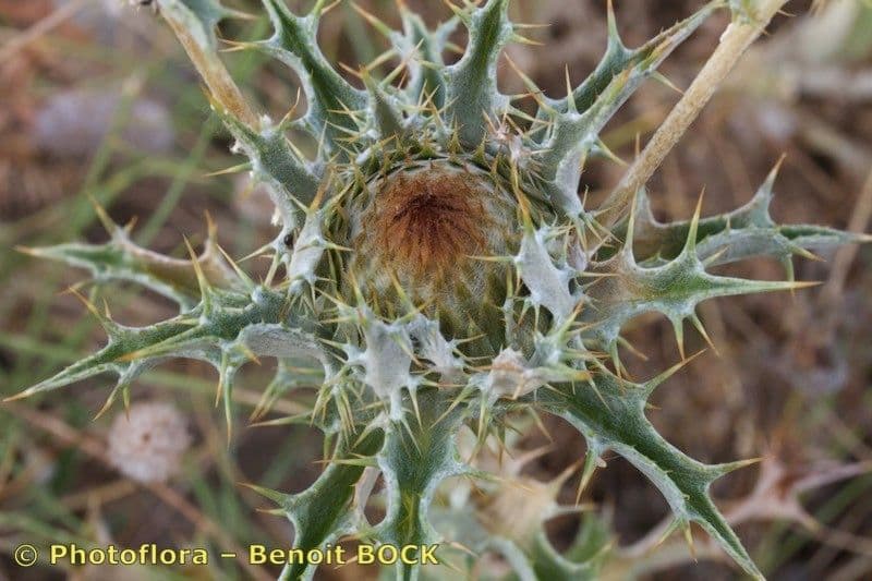 Carlina lanata 22