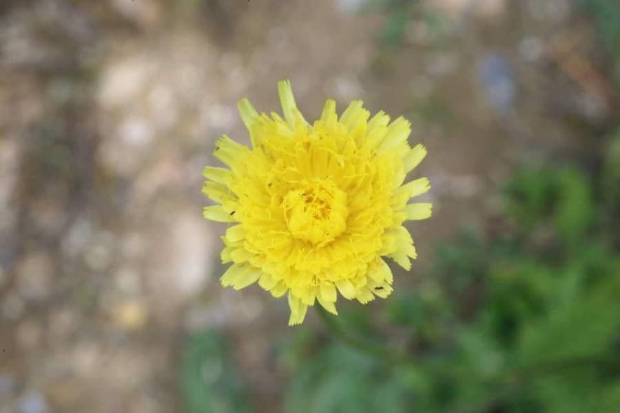 Costolina macchiata 6