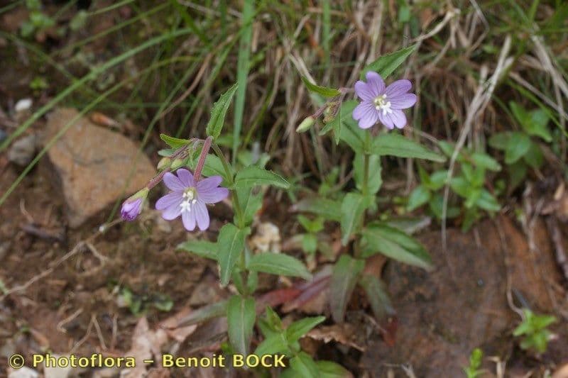 Epilobium 8