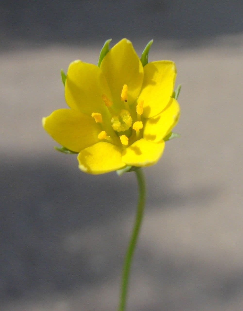 Centaura 7