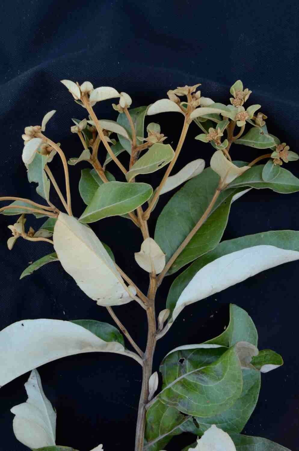 Eremanthus 7
