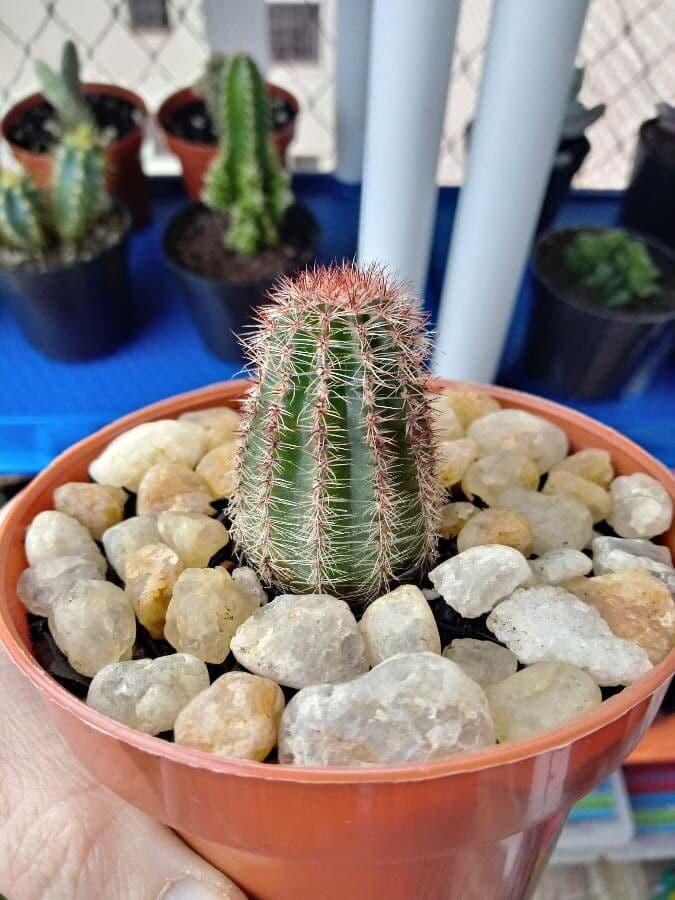 Cactus pettine 11