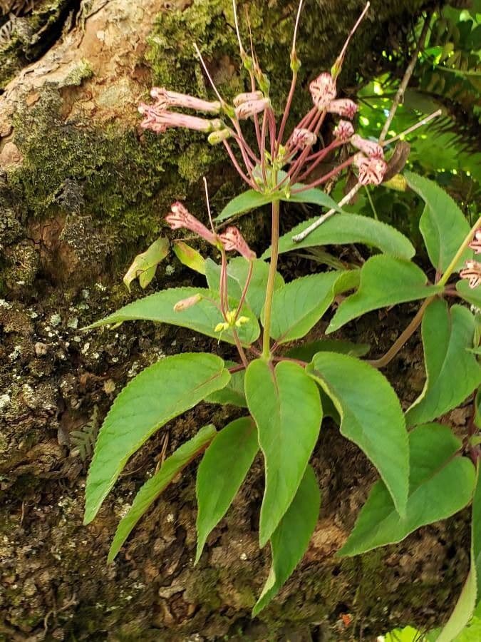 Kalmia szerokolistna 11