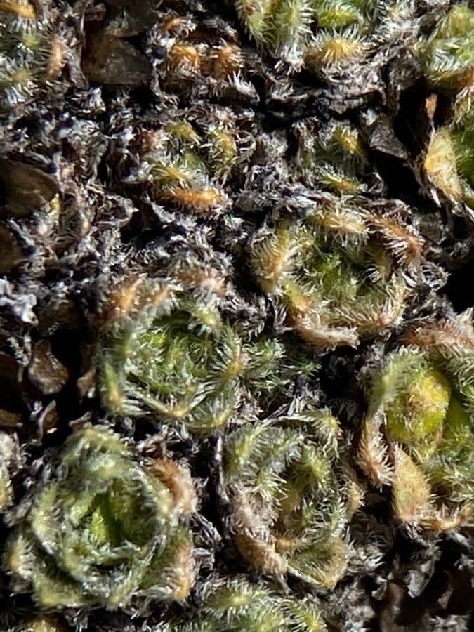 Schweizer Felsenblümchen 15