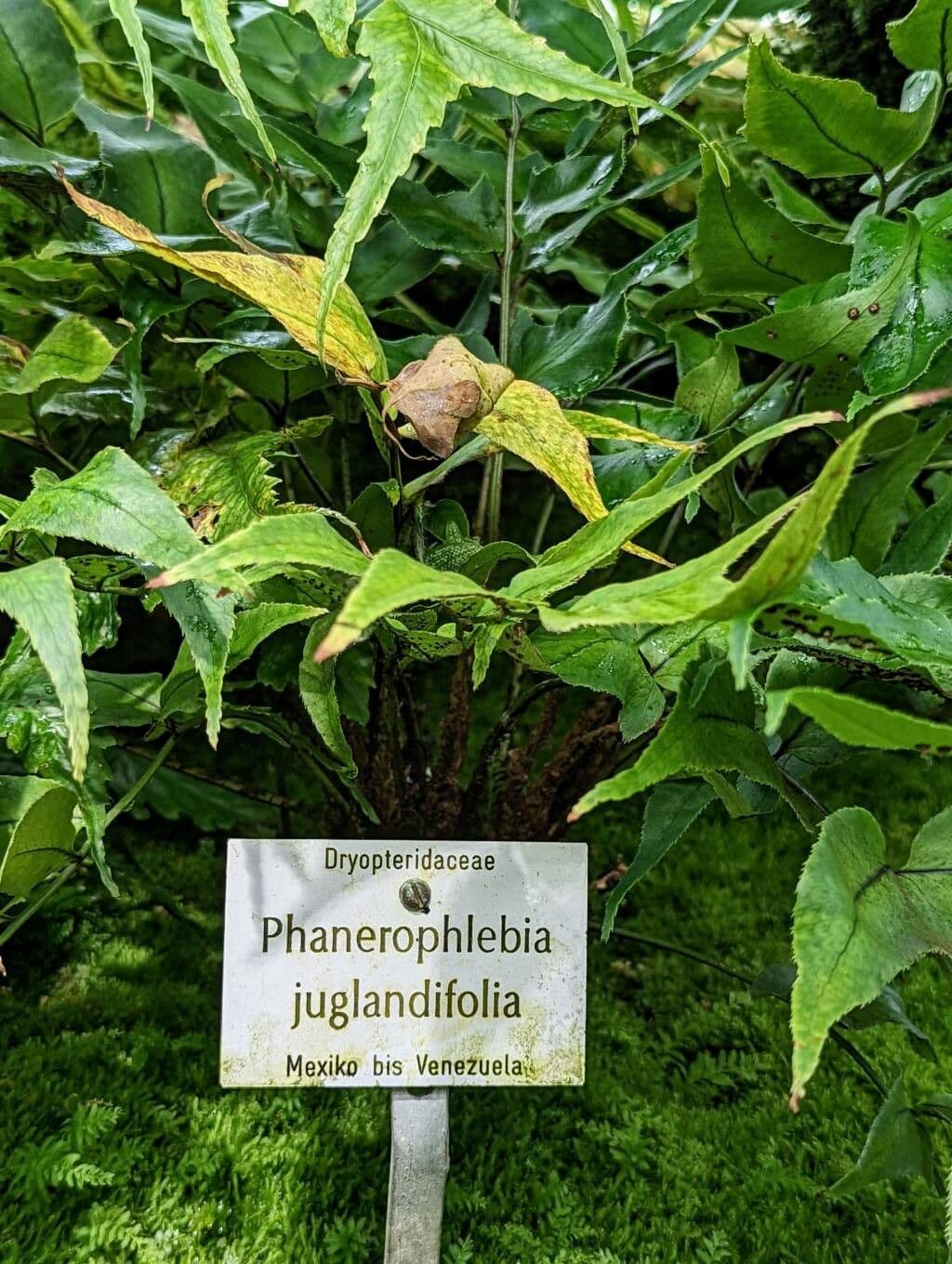 Phanerophlebia vlašskolistá 3