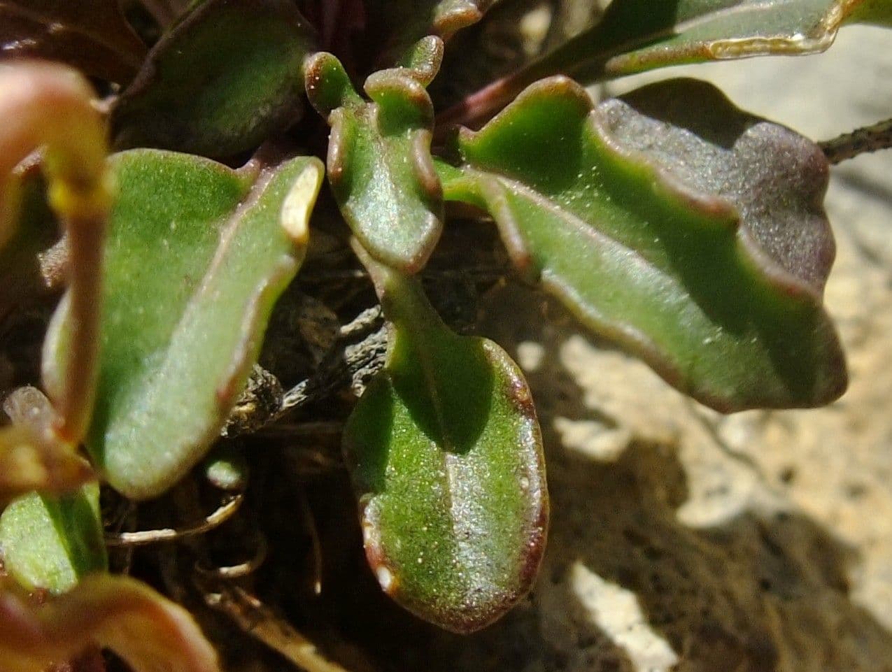 Brassica repanda 18