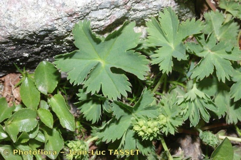 Alchemilla fissa 14